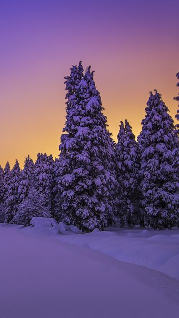 Landscape, Purple sky, Snow covered, Evening sky, Sunset, Winter, Trees, Scenery, Beautiful, 5K