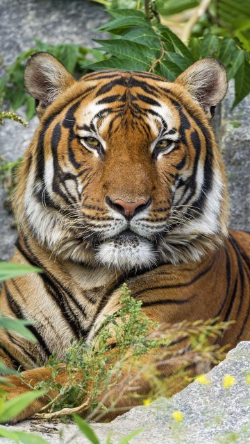 Malayan tiger, Big cat, Wild animal, Predator, Carnivore, Tiger face, 5K