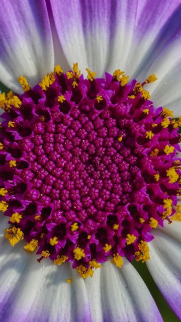 Purple Flower, Macro, Closeup, Petals, Blossom, Bloom, Spring, Pericallis senetti