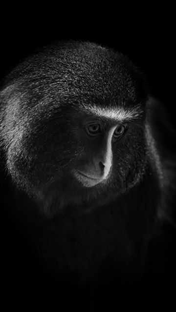 Hamlyn's monkey, Owl-faced monkey, Dark, Black background, 5K, 8K
