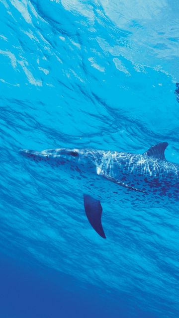 Dolphins, Underwater, Under the Sea, Aqua blue