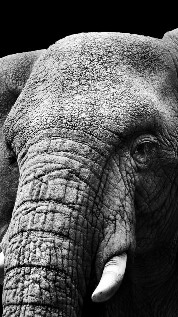 Elephant, Monochrome, Black background, Closeup, Black and White