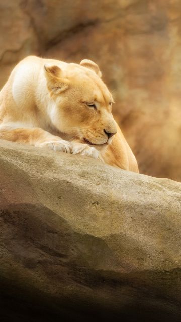 Lioness, Paradise Wildlife Park, Animal park, Zoo, Golden yellow, Rock, 5K