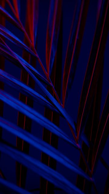 Plant, Dark background, Leaves, Blue, Red, AMOLED, 5K, Dark aesthetic