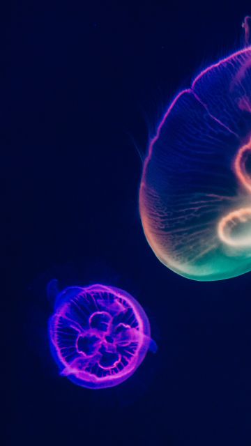 Jellyfishes, Purple, Multicolor, Dark background, Underwater, Aquarium, Sealife, Glowing, Bright, 5K, Bioluminescence, Dark aesthetic