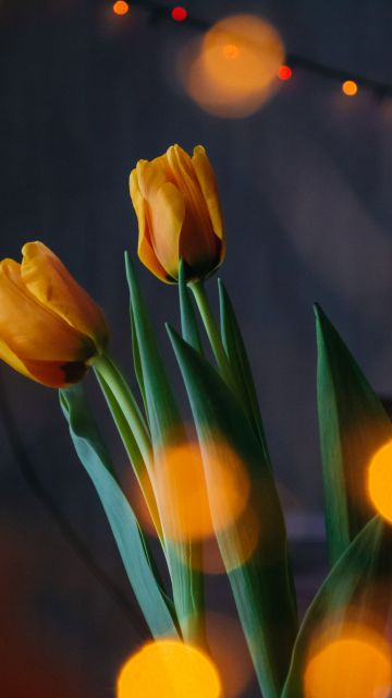 Yellow tulips, Bokeh, Lights, Decoration, Blossom, Green leaves, 5K