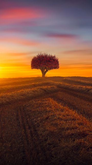 Lone tree, Agriculture, Fields, Sunset, Evening, Landscape, Scenery, Countryside, 5K