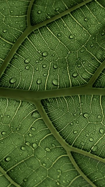 Green leaf, Veins, Pattern, Water drops, Macro, Closeup, 5K