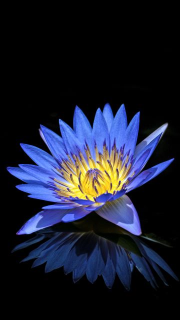 Water Lily, Blue flower, Black background, Reflection, 5K