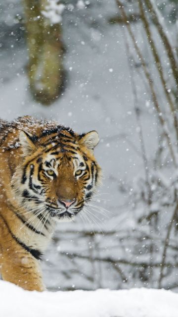 Siberian tiger, Snowfall, Amur tiger, Winter, Cold, Big cat, Wild animal, Predator, Walking, Carnivore, 5K