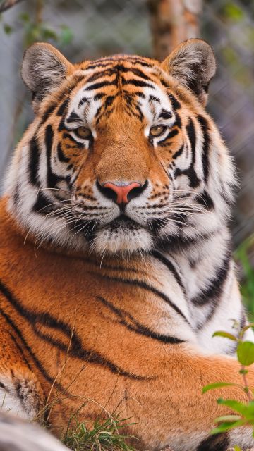 Staring, Siberian tiger, Zoo, Amur tiger, Big cat, Carnivore, Predator, Wild animal