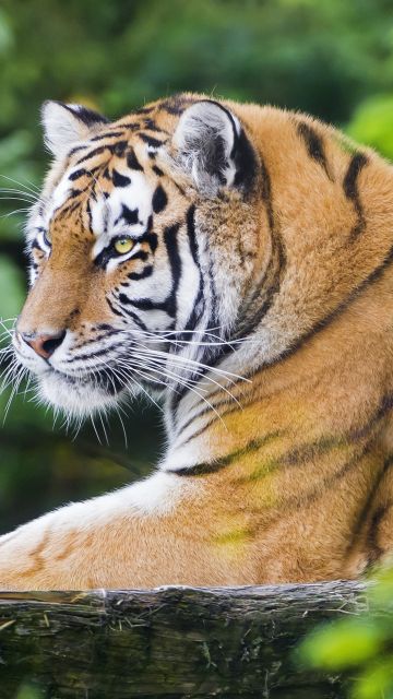 Siberian tiger, Amur tiger, Young tigress, Wood, Wild Cat, Zoo, Predator, Carnivore, 5K