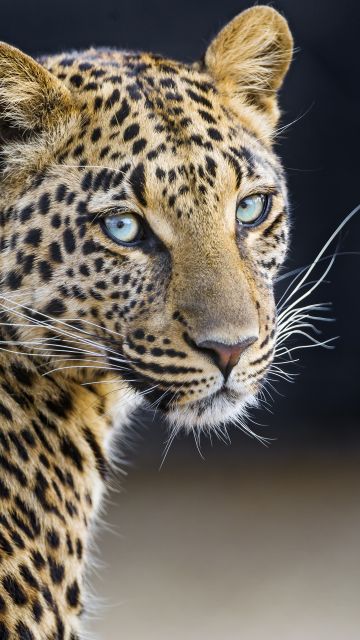 Leopardess, Jaguar, Closeup, Portrait, Big cat, Wild animal, Predator, Carnivore, Face