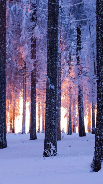 Forest, Winter, Snowy, Norway spruce, Sunset, Snow covered, Cold, Thuringia, Germany, 5K, 8K