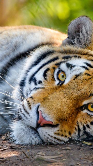 Bengal Tiger, Wild, Closeup, Big cat, 5K