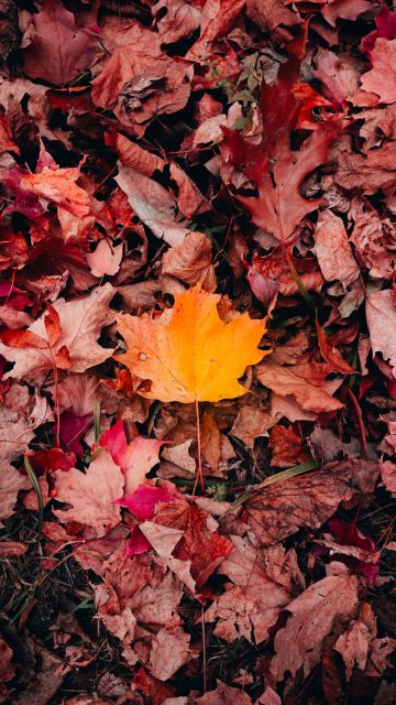 Maple leaves, Autumn, Fallen Leaves, Leaf Background, 5K