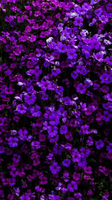 Purple Flowers, Floral Background, Beautiful, Blossom, Garden, Aubrieta Flowers, 5K