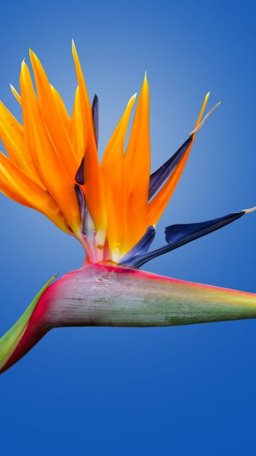Bird of paradise flower, Crane Flower, Blue background, Orange flower, Petals, Strelitzia, Beautiful