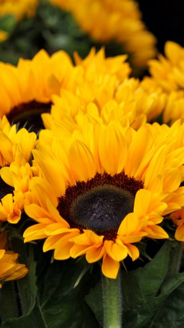 Spring, Sunflowers, Blossom, Floral, Yellow flowers, Closeup, Beautiful, Flower garden, Bright, 5K