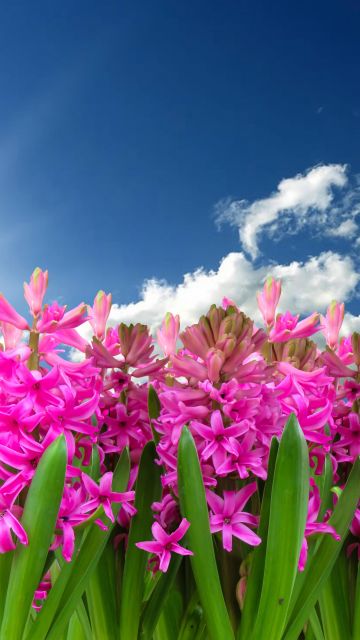 Pink flowers, Hyacinth, Garden, Sun light, Blue Sky, Clouds, Green leaves, Spring, Blossom, 5K, 8K
