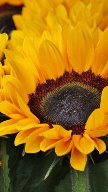 Sunflowers, Blossom, Spring, Floral Background, Yellow flowers, Closeup, Macro, Beautiful, Flower garden, Bright, Petals, 5K