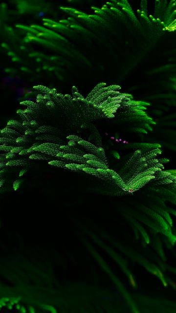 Green plant, Closeup, Dark background, Selective Focus, Fresh, Beautiful