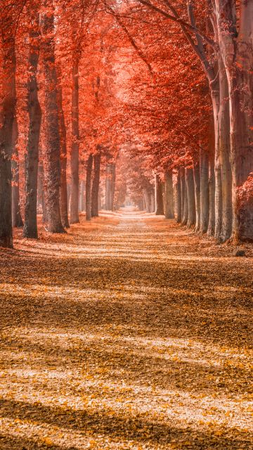 Autumn trees, Forest path, Trunks, Woods, Autumn leaves, Red, Fallen Leaves, Daytime, Shadow, Pattern, Scenery, 5K