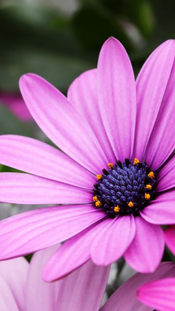 Daisy flowers, Purple Flowers, Pink flowers, Bokeh, Garden, Closeup, Macro, Bloom, Blossom, Spring, Petals, Floral, 5K