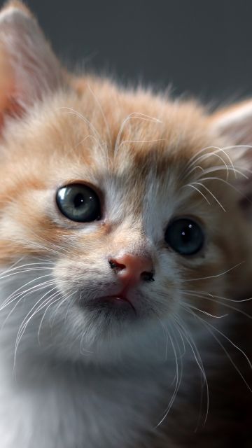 Cat, Kitten, Pet, Domestic Animals, Cute Cat, Portrait, Fur, Baby cat, 5K