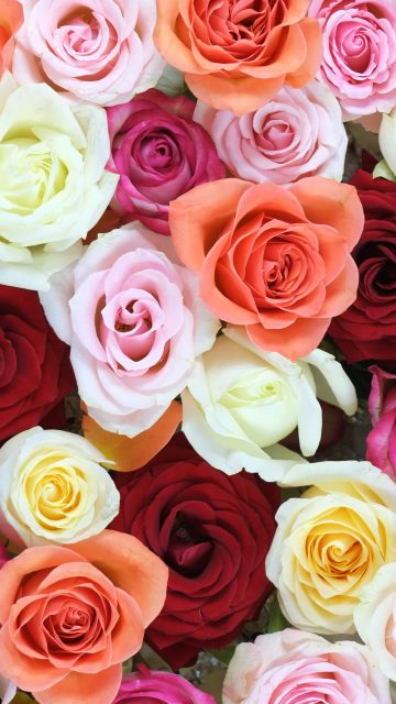 Rose flowers, Multicolor, Colorful, Floral Background, Blossom, Beautiful, 5K