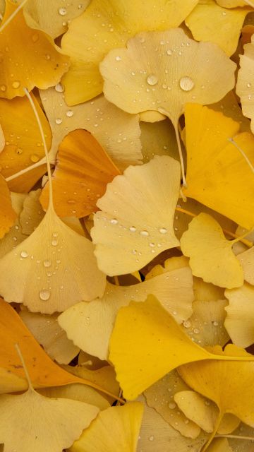 Ginkgo Leaves, Yellow leaves, Autumn, Foliage, Dew Drops, Water drops, Leaf Background, Aesthetic, 5K, Pastel yellow, Pastel background