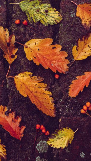 Autumn leaves, Foliage, Fallen Leaves, Leaf Background, 5K