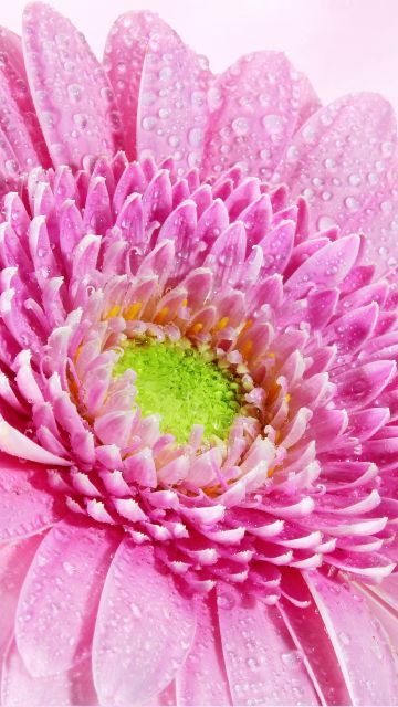 Gerbera Daisy, Pink flower, Water drops, Dew Drops, Closeup, Macro, Pink background, Blossom, Bloom, Spring, 5K