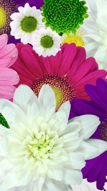 Colorful flowers, Daisies, Chrysanthemum flowers, Floral Background, Multicolor, Blossom, Bloom, 5K