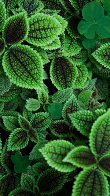 Green leaves, Aesthetic, Plant, 5K, Sage green