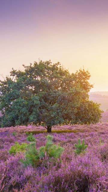 Spring, Sunrise, Landscape, Purple heath, Countryside
