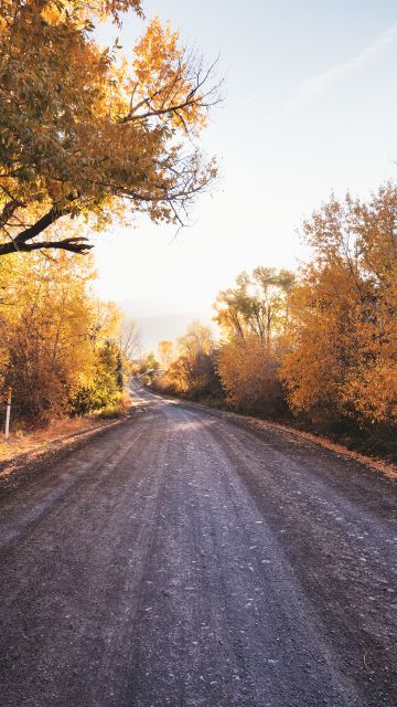 Dirt road, Autumn trees, Landscape, Countryside, Sunny day, Fallen Leaves