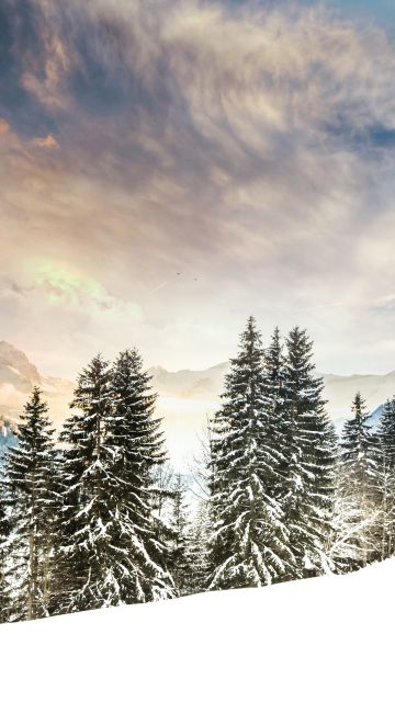 Mount Eggli, Swiss Alps, Mountain range, Snow covered, Winter, Snowy Trees, Alpine trees, Foggy, Cloudy Sky, Landscape, Scenery