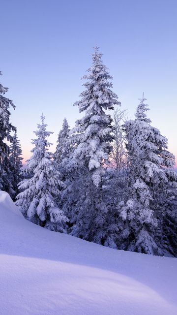Winter, Snow, Pine trees, Evening, Cold, Switzerland, December, 5K