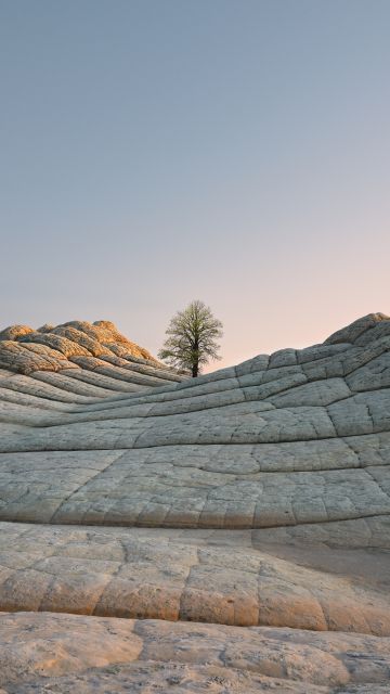 macOS Big Sur, Daylight, Stock, Daytime, Lone tree, Sedimentary rocks, iOS 14, 5K, Vermilion Cliffs