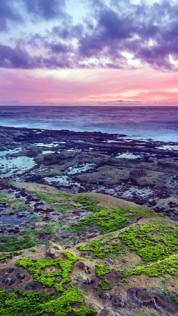 Rocky coast, Seascape, Green Moss, Sunset, Purple sky, Horizon, Ocean, Cloudy, Landscape