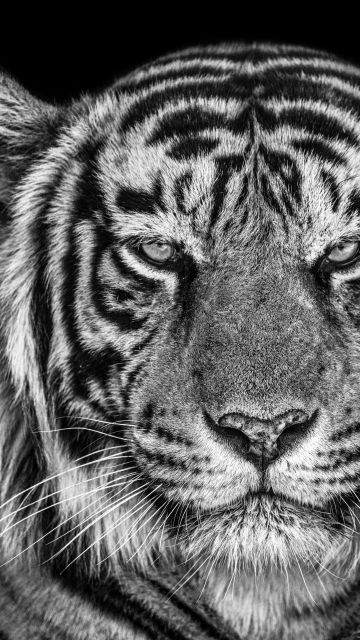 Tiger, Monochrome, Black background, Closeup, Portrait, 5K, Black and White