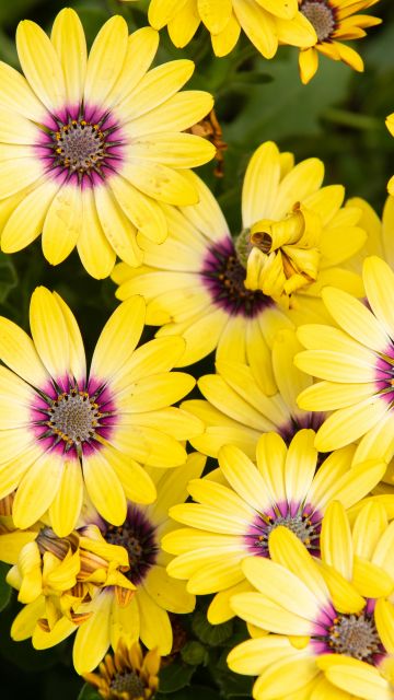 Daisies, Yellow flowers, Floral Background, Blossom, Bloom, Spring, Closeup, 5K