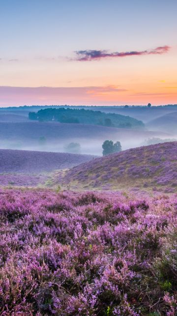 Lavender farm, Purple, Landscape, Foggy, Sunset Orange, Beautiful, Horizon