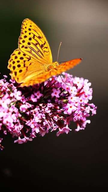 Fritillaries, Butterfly, Yellow, Pink flowers, Selective Focus, Blur background, Closeup