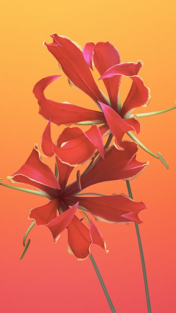 Flame lily, Floral, Gradient background, macOS Mojave, iOS 11, Stock, 5K