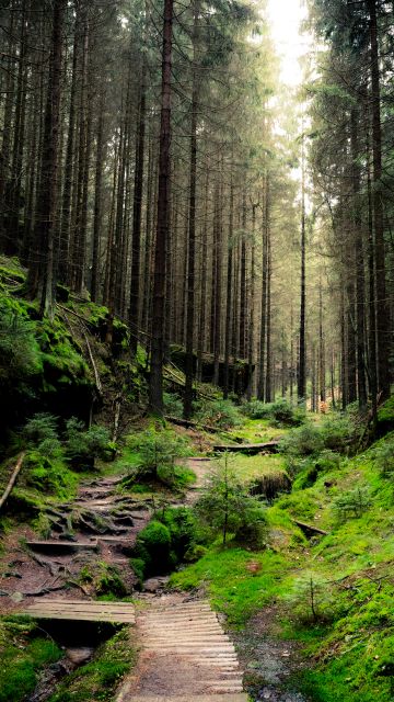 Saxon Switzerland National Park, Forest, Daylight, Green, 5K