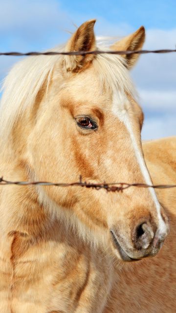 Horse, Closeup Photography, Fence, Portrait, Bokeh