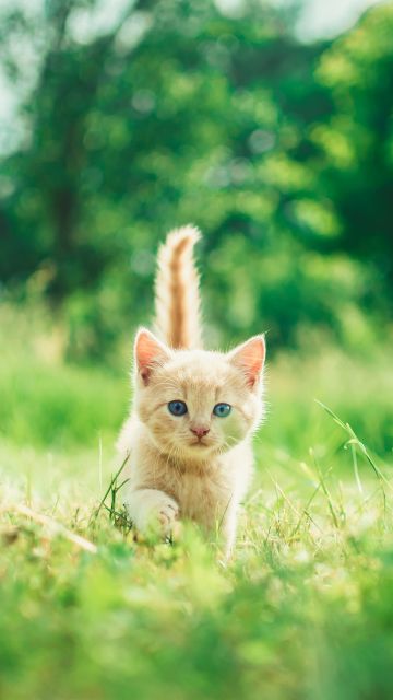 Kitten, Cute, Green Grass, Bokeh, Baby cat, Green background, Mammal, 5K