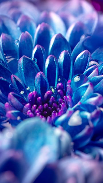 Blue flower, Macro, Vivid, Closeup Photography, Dew Drops, Droplets, Aesthetic